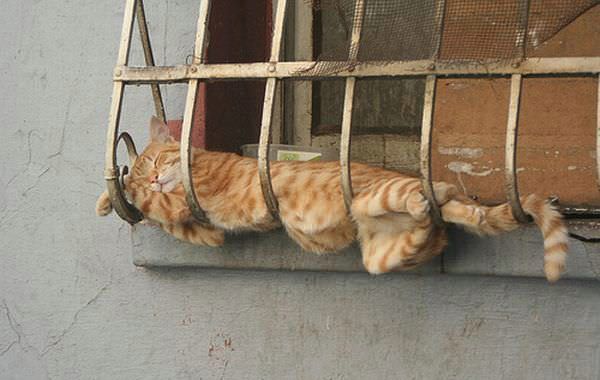 Nice-cat-bed