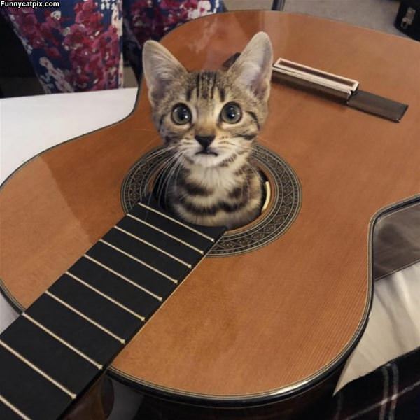 Nice Guitar