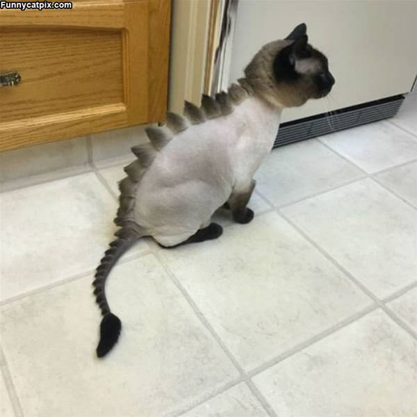 Nice Mohawk