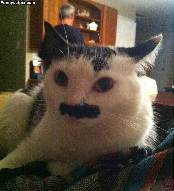 Nice Mustache