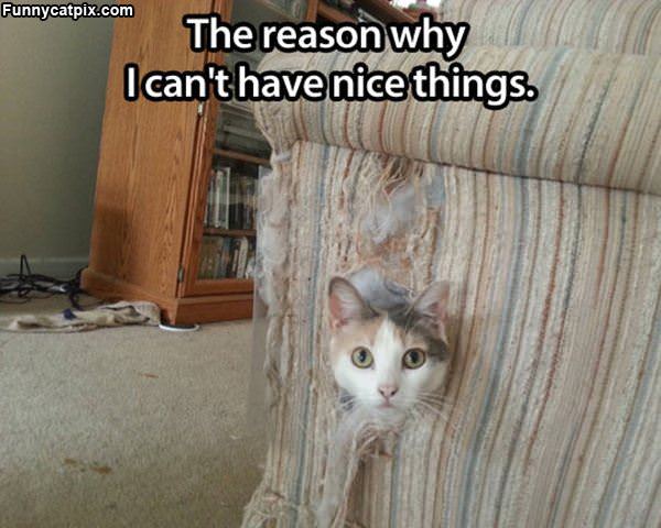 Nice Things