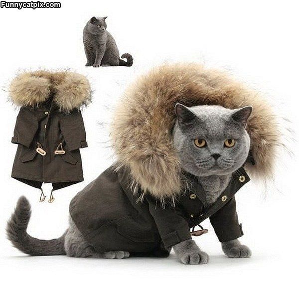 Nice Warm Coat