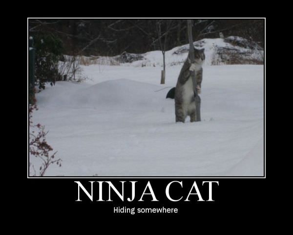 Ninja Cat