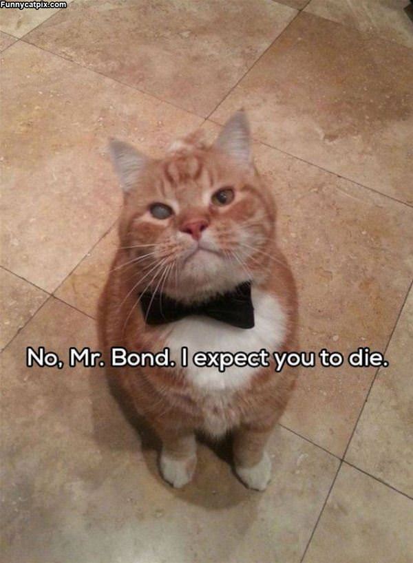 No Mr Bond