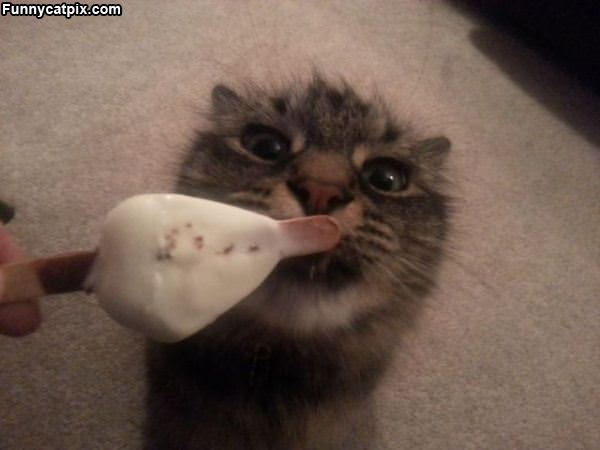 Nom Nom Ice Cream