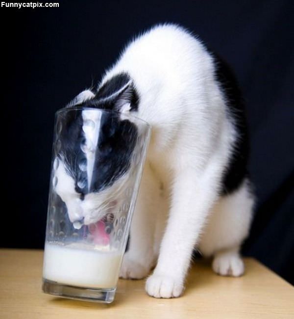 Nom Nom Milk