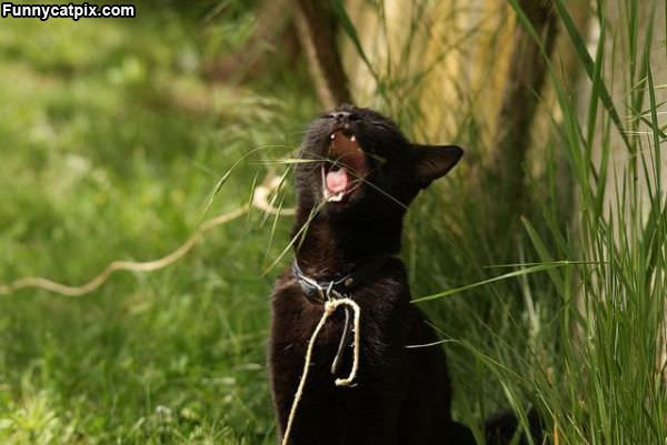 Nom Nom Nom Grass