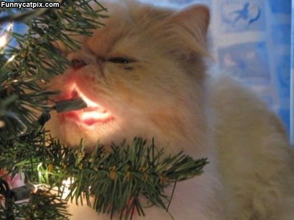 Nom Nom Nom Lights