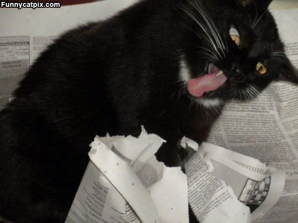 Nom Nom Nom Newspaper