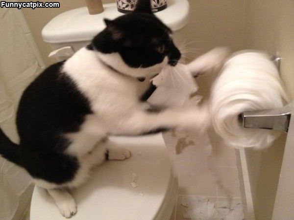 Nom Nom Nom Toilet Paper