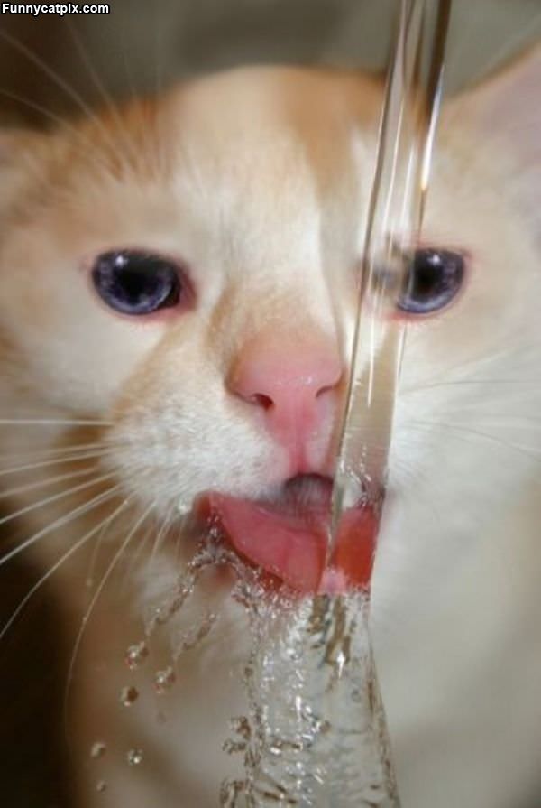 Nom Nom Nom Water