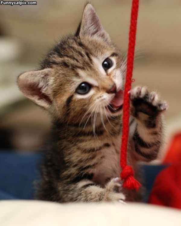 Nom Nom String