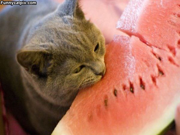 Nom Nom Watermelon