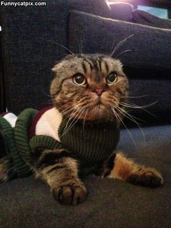 Not A Fan Of My Sweater