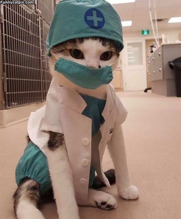 Nurse Cat