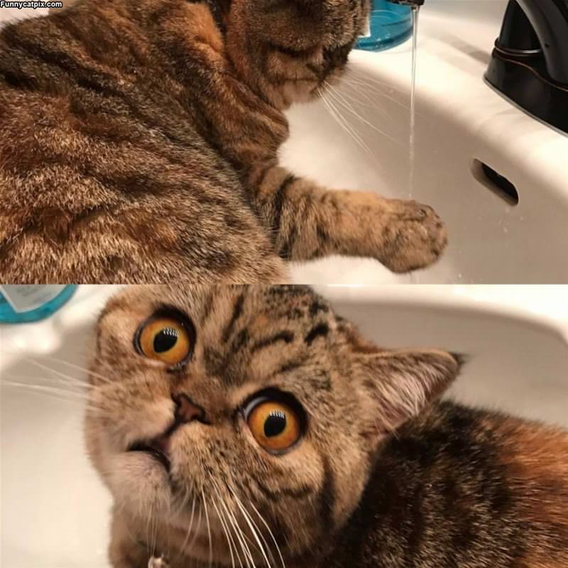 Oh Hi