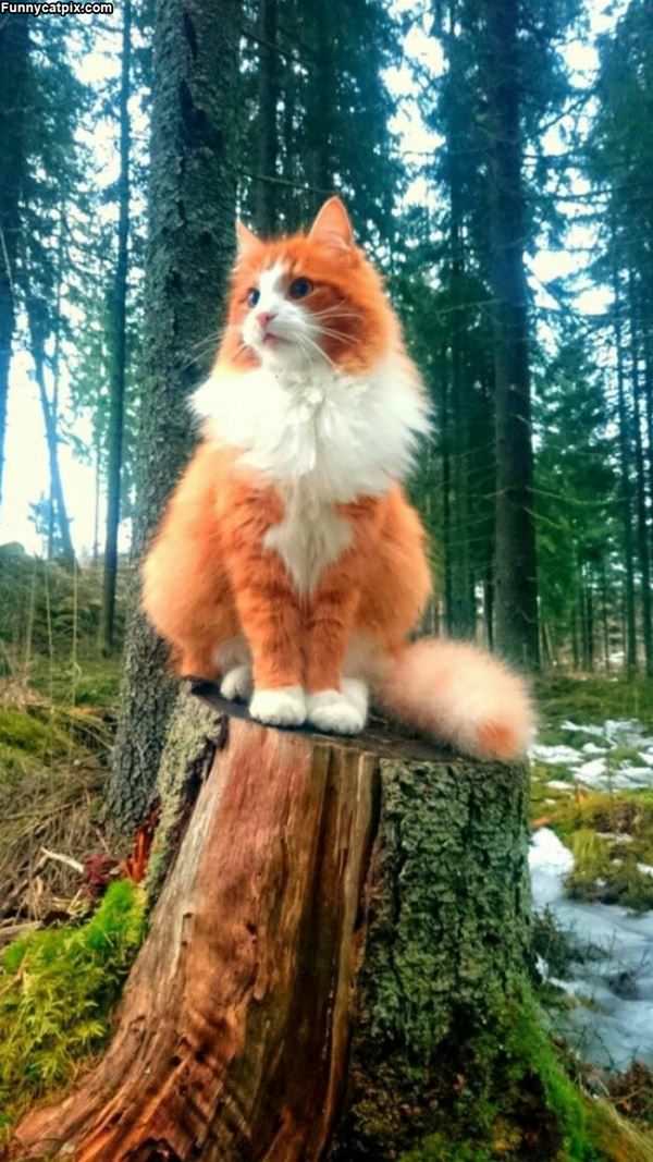 On The Stump