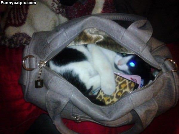 One Bag Of Cat