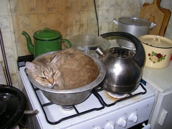 One Bowl Of Cat