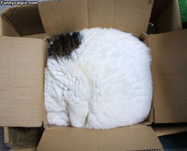 One Box Of Cat