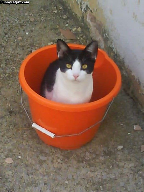 One Bucket Of Cat
