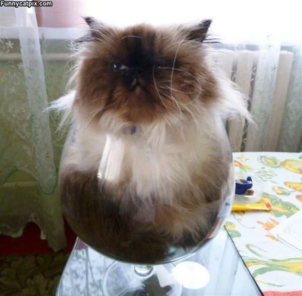 One Giant Bowl Of Cat