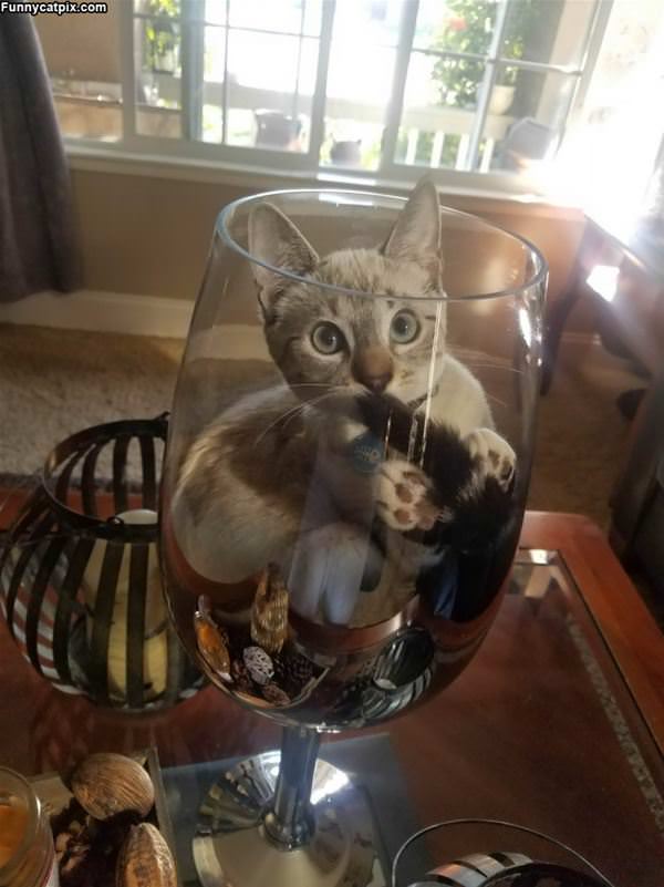 One Glass Of Cat