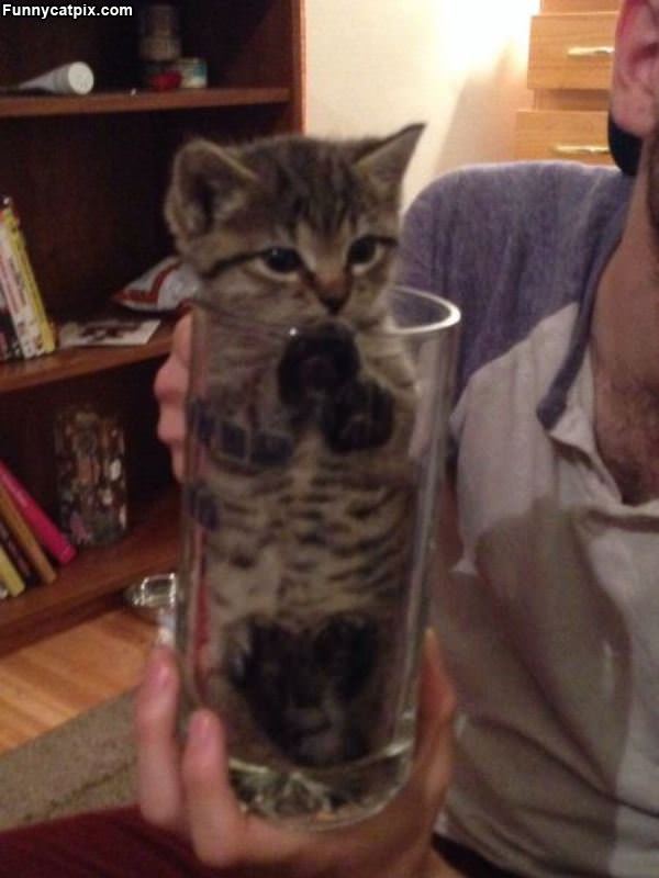 One Glass Of Kitten