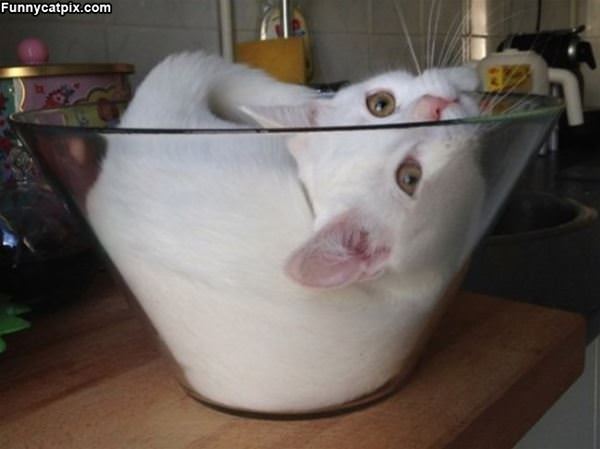 One Little Bowl Of Cat