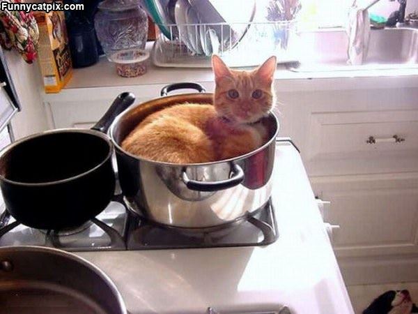 One Pot Of Cat