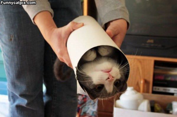 One Tube Of Cat