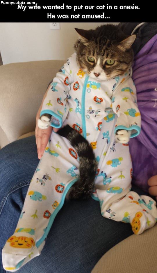 Onsie Cat