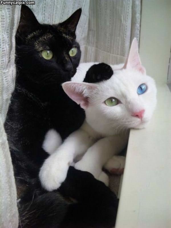 Opposites
