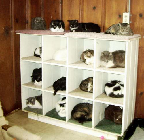 Organized Cats