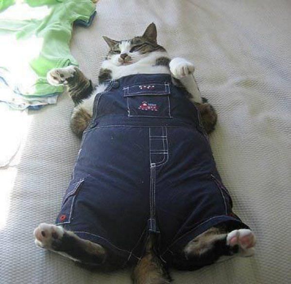 Overalls Cat