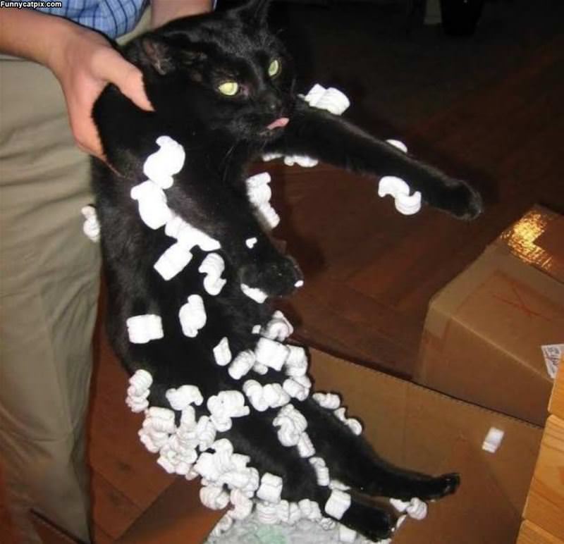 Packing Peanuts Kitty
