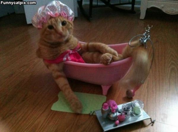 Pampered Kitty