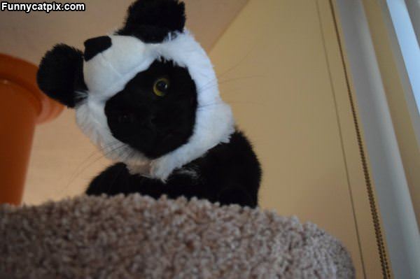 Panda Cat