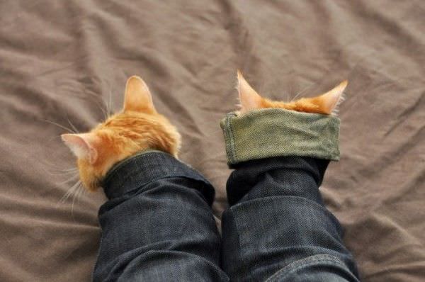 Pants Cats