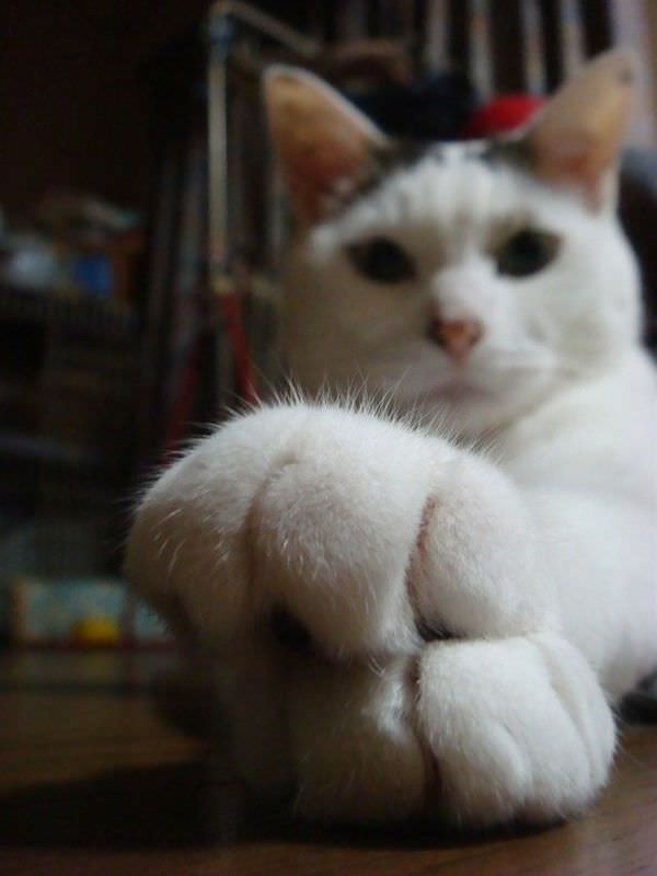 Paws Closeup