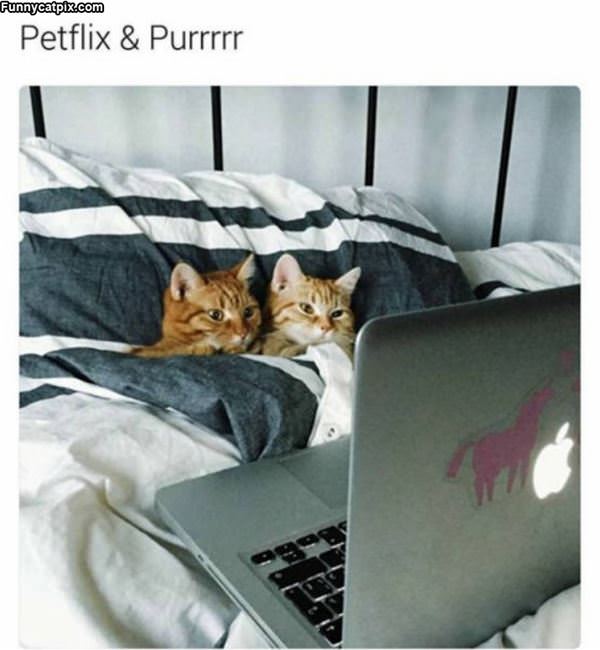 Petflix