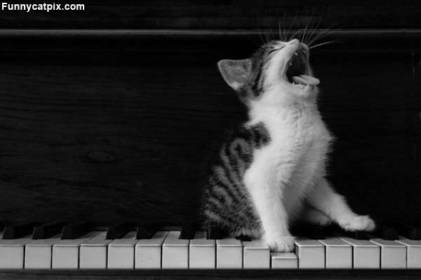 Piano Cat