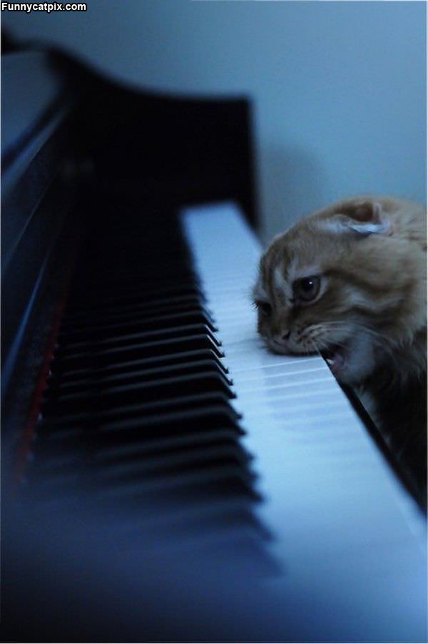 Piano Cat Nom