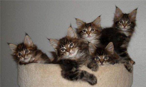 Pile O Cats