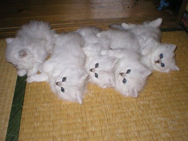 Pile Of Cats