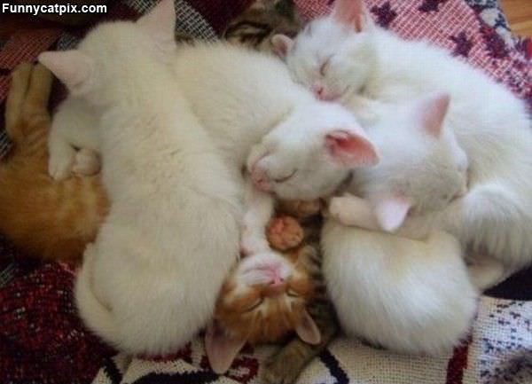 Pile Of Kitties