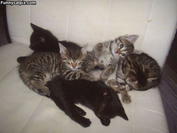 Pile Of Kitties