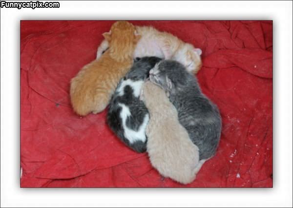 Pile Of Sleeping Kittens