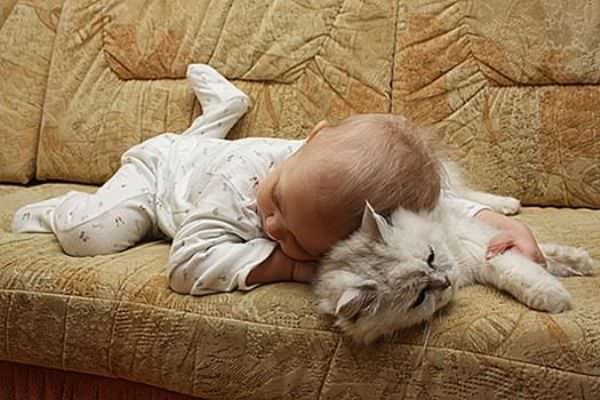 Pillow Cat