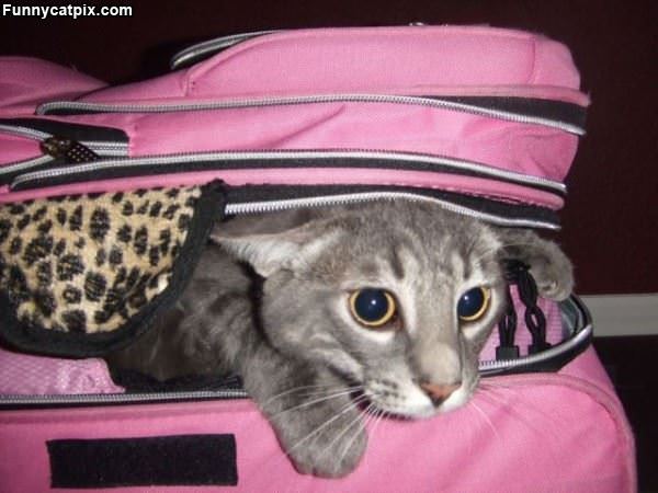 Pink Bag Cat